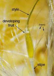 Attēlu rezultāti vaicājumam “Typha angustifolia  fruit”