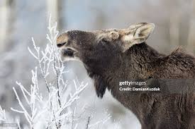 Attēlu rezultāti vaicājumam “Alces alces”