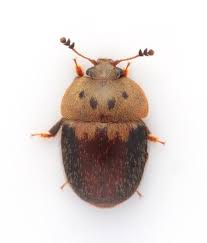 Attēlu rezultāti vaicājumam “Cychramus variegatus”