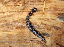 Attēlu rezultāti vaicājumam “Raphidioptera larva”