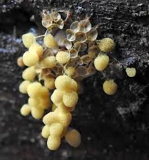 Attēlu rezultāti vaicājumam “Arcyria, Heterotrichia sp.”