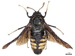 Attēlu rezultāti vaicājumam “Cimbex luteus”