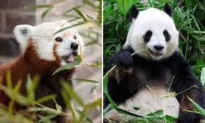 Image result for pandas