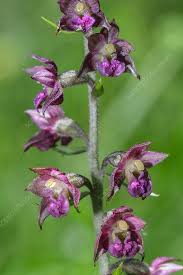 Attēlu rezultāti vaicājumam “Epipactis atrorubens flower”