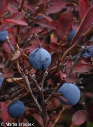 Attēlu rezultāti vaicājumam “Vaccinium uliginosum fruit”