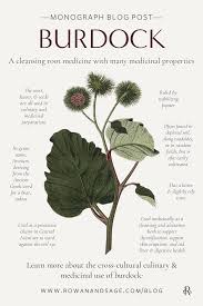 Attēlu rezultāti vaicājumam “Arctium tomentosum fruit”