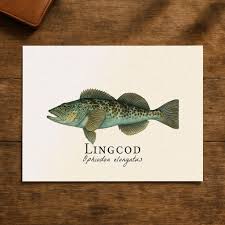 Image result for Ophiodon elongatus