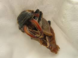 Attēlu rezultāti vaicājumam “Scardia boletella pupa”