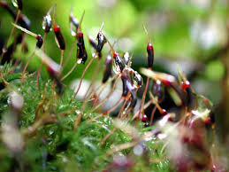 Attēlu rezultāti vaicājumam “Atrichum undulatum sporophyte”