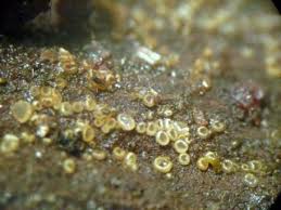 Attēlu rezultāti vaicājumam “Hyaloscypha hyalina”