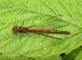 Attēlu rezultāti vaicājumam “Pyrrhosoma nymphula”