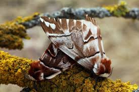 Attēlu rezultāti vaicājumam “Endromis versicolora”