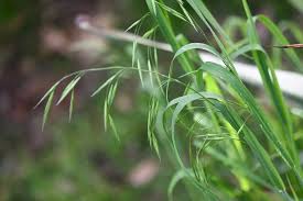 Attēlu rezultāti vaicājumam “Lamproderma nigrescens stalked”