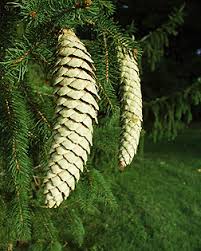 Attēlu rezultāti vaicājumam “Picea abies fruit”