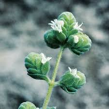 Attēlu rezultāti vaicājumam “Origanum majorana”