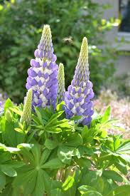Attēlu rezultāti vaicājumam “Lupinus polyphyllus”