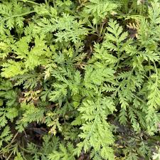 Image result for Artemisia gmelinii