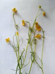 Attēlu rezultāti vaicājumam “Ranunculus auricomus”