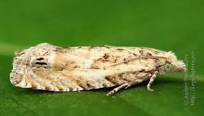 Attēlu rezultāti vaicājumam “Eucosma aspidiscana”