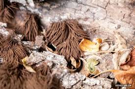 Attēlu rezultāti vaicājumam “Stemonitis splendens spores”