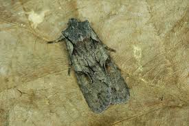 Attēlu rezultāti vaicājumam “Lithophane furcifera”