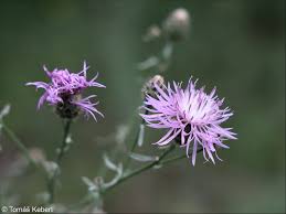 Attēlu rezultāti vaicājumam “Centaurea stoebe fruit”