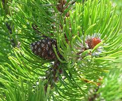 Attēlu rezultāti vaicājumam “Pinus”