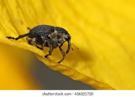 Attēlu rezultāti vaicājumam “Mononychus punctumalbum”