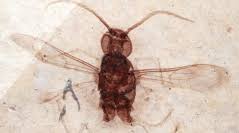 Attēlu rezultāti vaicājumam “Pompilidae”