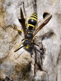 Attēlu rezultāti vaicājumam “Ancistrocerus sp. male”