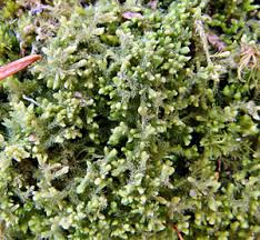 Attēlu rezultāti vaicājumam “Blepharostoma trichophyllum sporophyte”