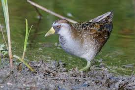 Image result for Porzana carolina