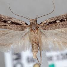 Attēlu rezultāti vaicājumam “Gelechia jakovlevi”