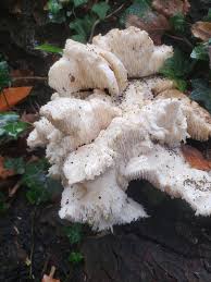 Attēlu rezultāti vaicājumam “Hericium cirrhatum”