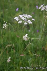 Attēlu rezultāti vaicājumam “Peucedanum oreoselinum flower”