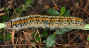 Attēlu rezultāti vaicājumam “Lasiocampa trifolii”