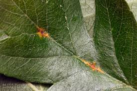 Attēlu rezultāti vaicājumam “Gymnosporangium sp.”