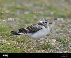 Attēlu rezultāti vaicājumam “Larus minutus”