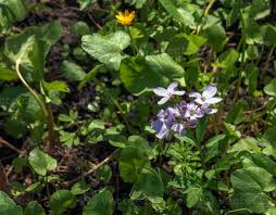 Attēlu rezultāti vaicājumam “Cardamine pratensis leaf”