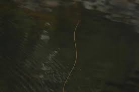 Attēlu rezultāti vaicājumam “Nematomorpha”