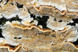 Attēlu rezultāti vaicājumam “Steccherinum bourdotii”