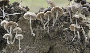 Attēlu rezultāti vaicājumam “Psathyrella pygmaea”