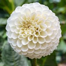 Image result for Dahlia `Snowflake`