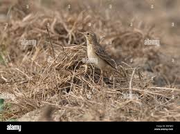 Image result for Anthus godlewskii