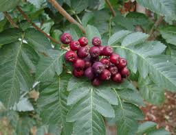 Attēlu rezultāti vaicājumam “x Sorbaronia fallax”