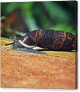 Attēlu rezultāti vaicājumam “Clausiliidae”