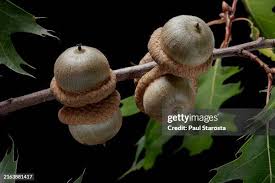 Attēlu rezultāti vaicājumam “Quercus rubra fruit”