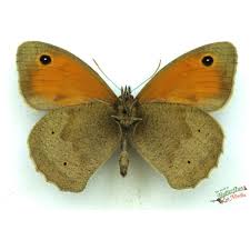 Attēlu rezultāti vaicājumam “Maniola jurtina male”