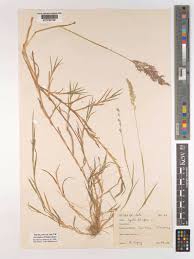 Attēlu rezultāti vaicājumam “Agrostis stolonifera subsp. straminea”