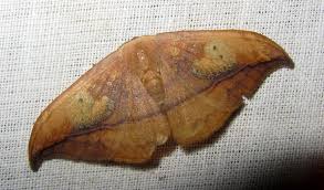 Attēlu rezultāti vaicājumam “Drepanidae”